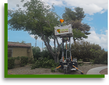 Vegas Tree Pros tree expert in airlift trimming large tree on the east side of Las Vegas NV