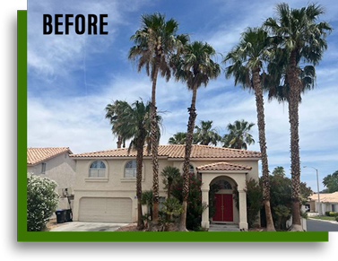 Before – palm tree trimming at residential home in Las Vegas NV 