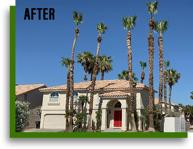 After – palm tree trimming at residential home in Las Vegas NV