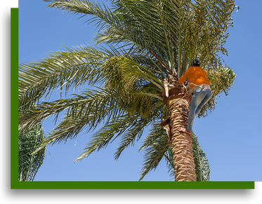 Palm tree trimming service expertly provided by Vegas Tree Pros in Las Vegas NV