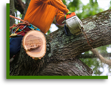 Professional tree removal service by Vegas Tree Pros in Las Vegas NV