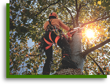 Vegas Tree Pros crew performing expert residential tree trimming in Las Vegas NV
