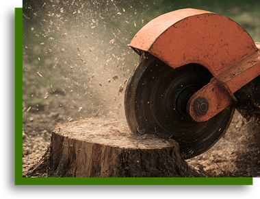 Vegas Tree Pros stump removal expert grinding stump on property in Las Vegas NV